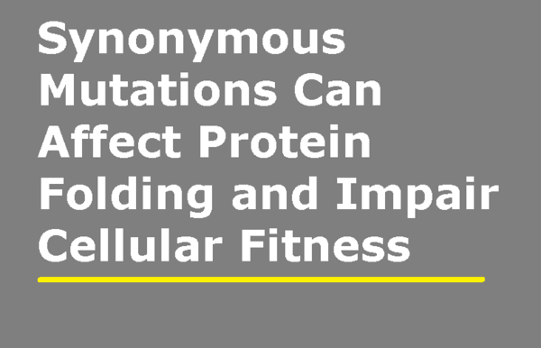 Synonymous Mutations Can Affect Protein Folding …