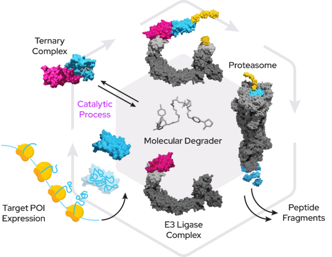 ubiquitin-proteasome system