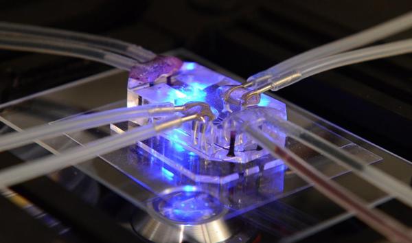 NIH Launches Initiative to Prioritize Human-Based …