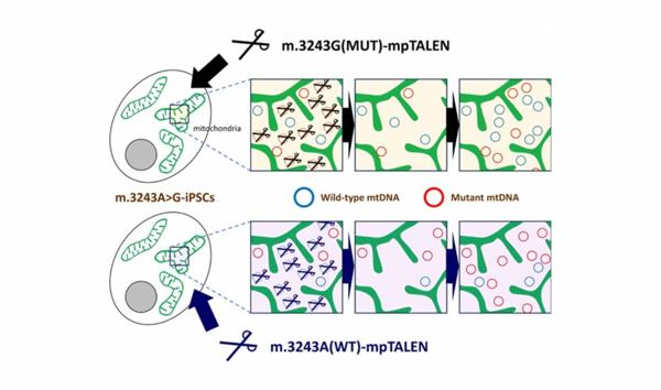 Scientists Engineer Precision Tool for Mitochondrial DNA …