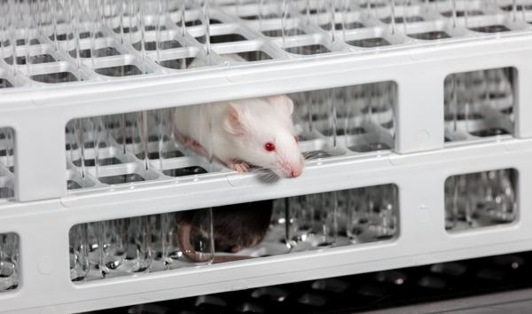 NIH To End Funding for Animal-Only …