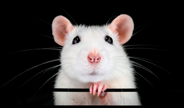 NIH Foundation Launches Industry-Backed Program to …