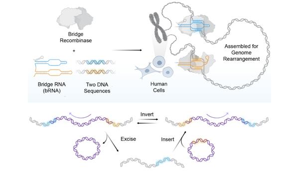 Human Cells Edited at Megabase Scale With Bridge Recombinases