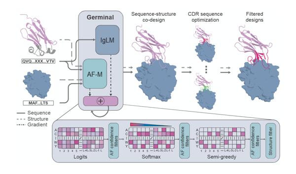 AI Framework Produces Functional Nanobodies with Reduced Screening