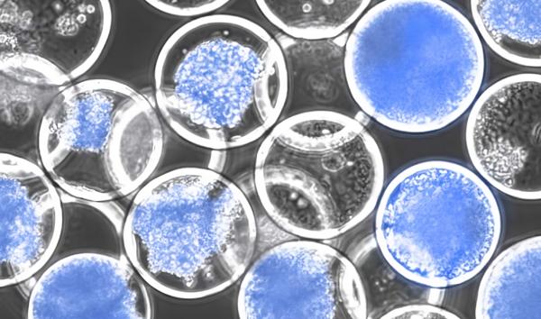 Somite AI Retitles as Cellular Intelligence in Pursuit of a Universal Virtual Cell Signaling Model