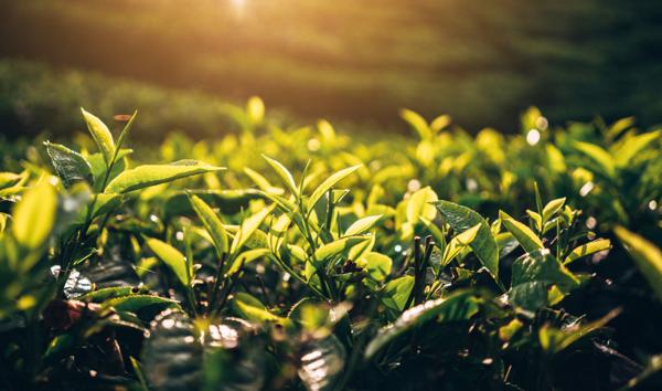 AI-Unicorn Chai Discovery and Eli Lilly to …