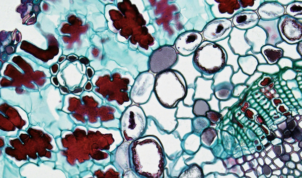 Tahoe, Arc Institute, and Biohub Collaborate to Release Largest Open Dataset for Virtual Cell Modeling