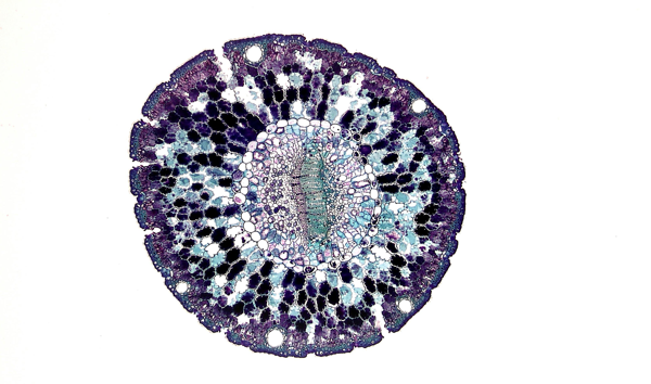 Turbine Raises $25M to Scale AI Digital Cell Models Into Immunology, Following AstraZeneca Collaboration