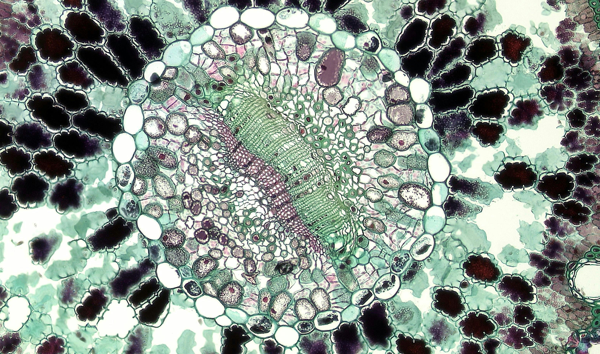 Basecamp Launches Trillion Gene Atlas Targeting Over 100 Million Species for Better AI Training Data