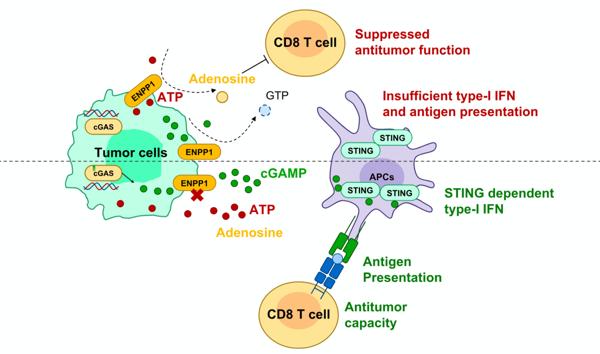 Insilico Medicine's AI Designs ENPP1 Inhibitor for …