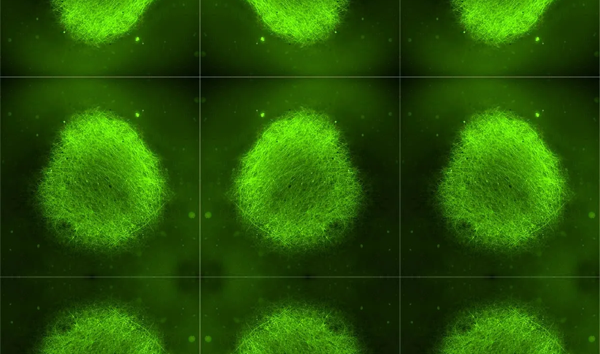 Silicon Valley’s Molecular Devices Brings AI …