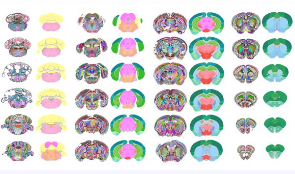 AI Model Built on Transformer Architecture Maps 1,300 Mouse Brain Regions in Data-Driven Atlas