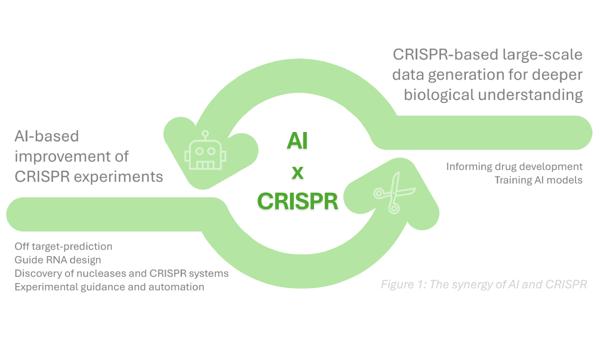 AI and CRISPR—converging revolutions in biomedicine?