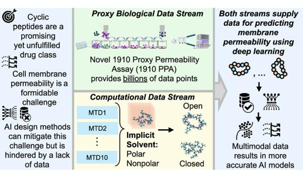 1910 Releases AI Model That Designs Cell-Permeable Macrocyclic Peptides