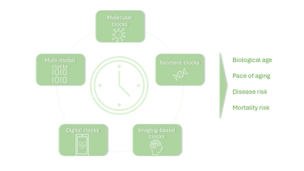 The Measurement Challenge in Longevity: Can Aging Biomarkers and Clocks Close the Gap?