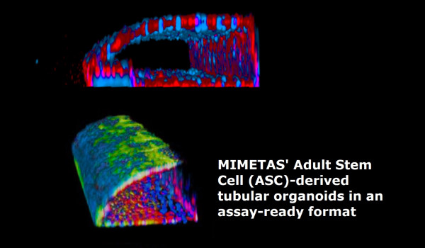 MIMETAS' Recent Milestones in Advancing Drug …