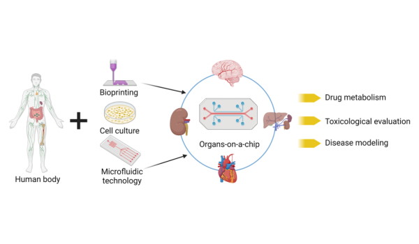 Beyond Animal Testing: Organ-on-a-Chip Companies Usher …