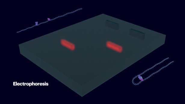 lab-on-a-molecule electrophoresis