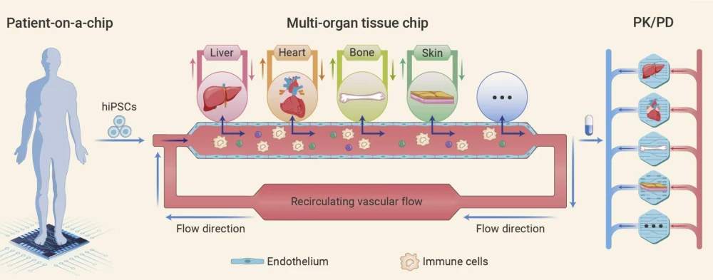 Multi-organ tissue chip system